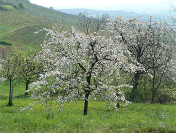 Cerisier de Westhoffen en fleur